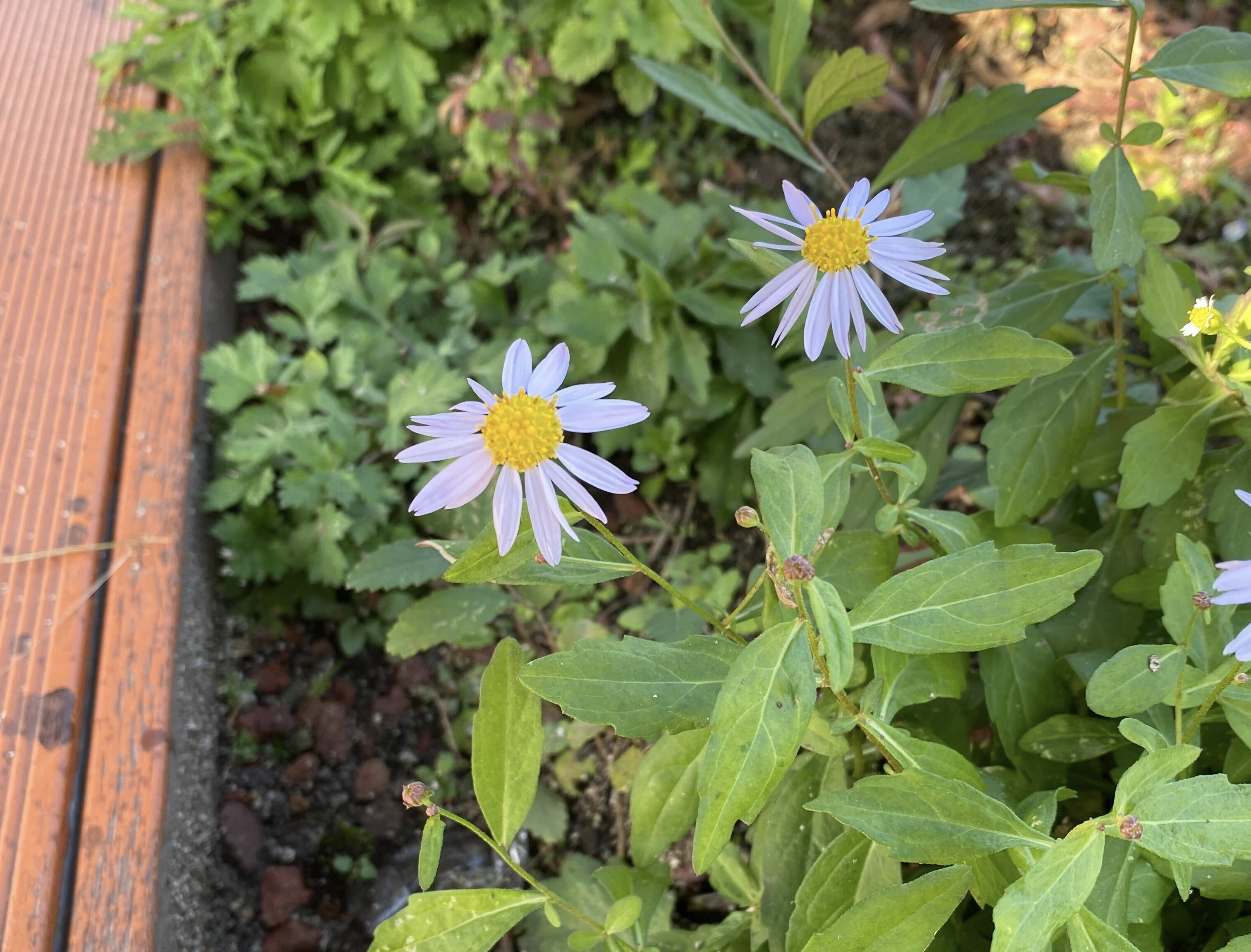 innovation academy rooftop flower photo