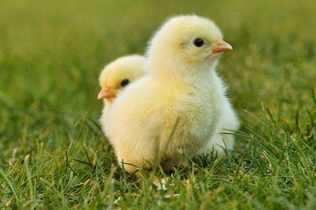 chick photo